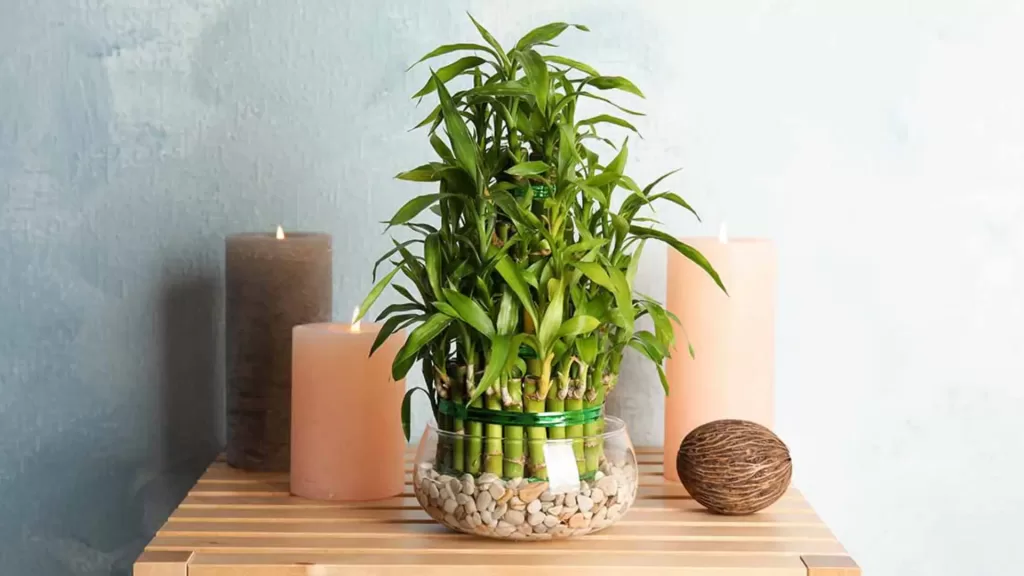 Lucky Bamboo Plant natural mood booster